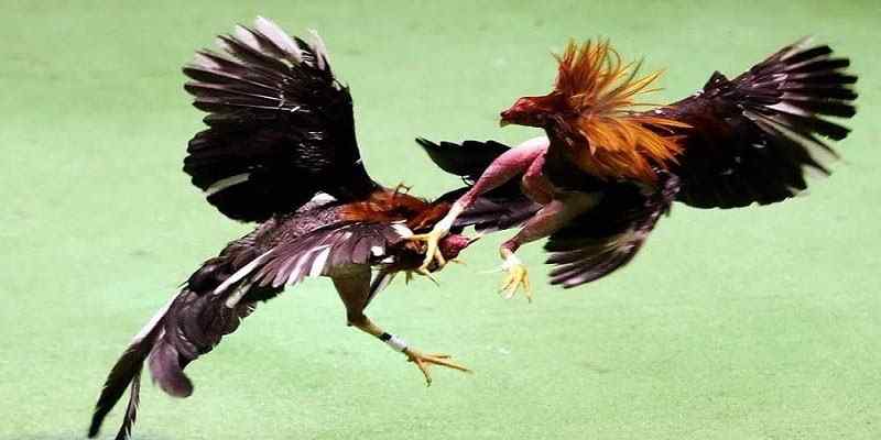 Đá Gà Thomo - Luật Và Kinh Nghiệm Chơi Luôn Thắng 2024 2 Luật đá gà Thomo cơ bản