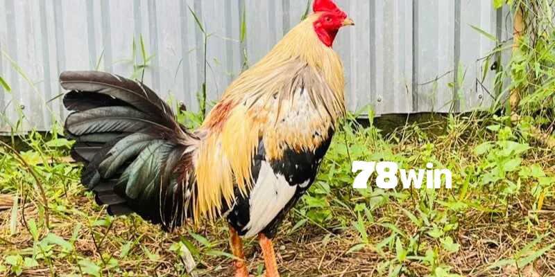 Gà Chuối - Review Chi Tiết Về Dòng Kê Chiến Ấn Tượng 2 Gà chuối với những thông tin tổng quan